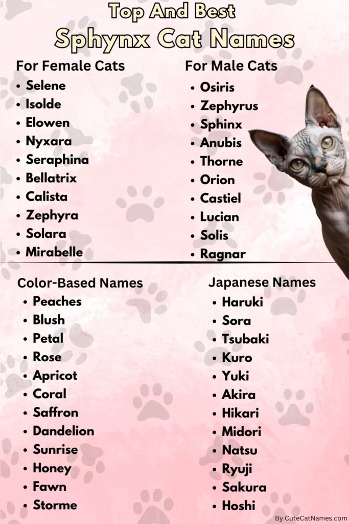 Unique Sphynx Cat Names
