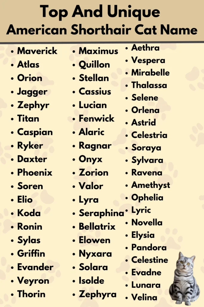 Top And Unique 
American Shorthair Cat Name