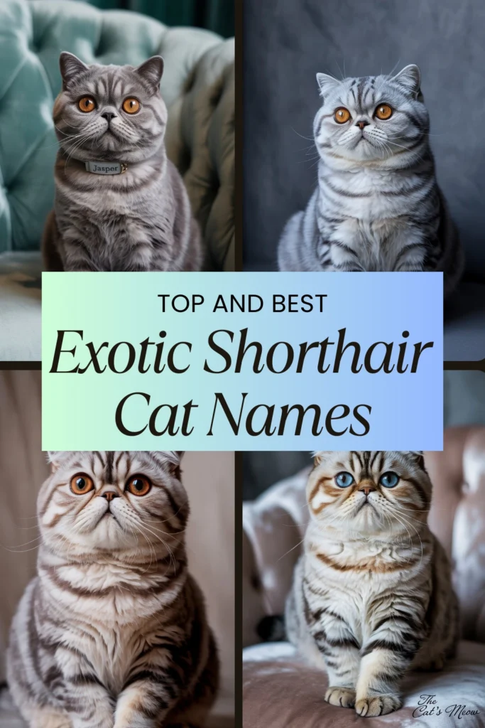 Exotic Shorthair Cat Names