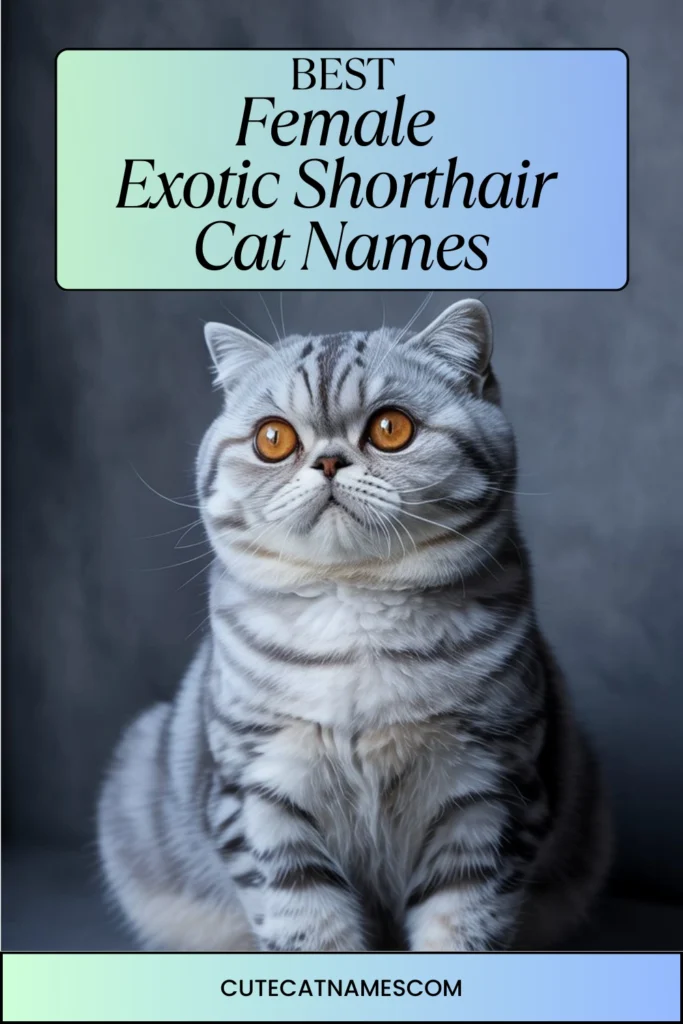 Female Exotic Shorthair Cat Names