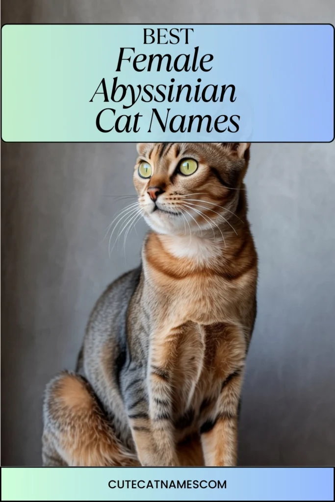 Female Abyssinian Cat Names