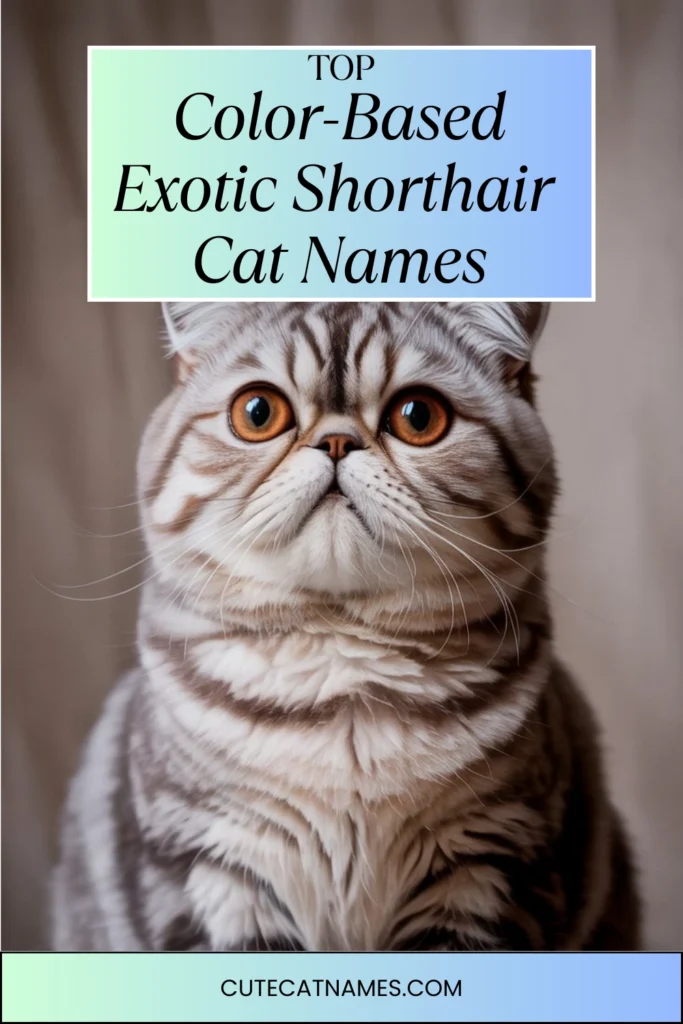 Color-Based Exotic Shorthair Cat Names