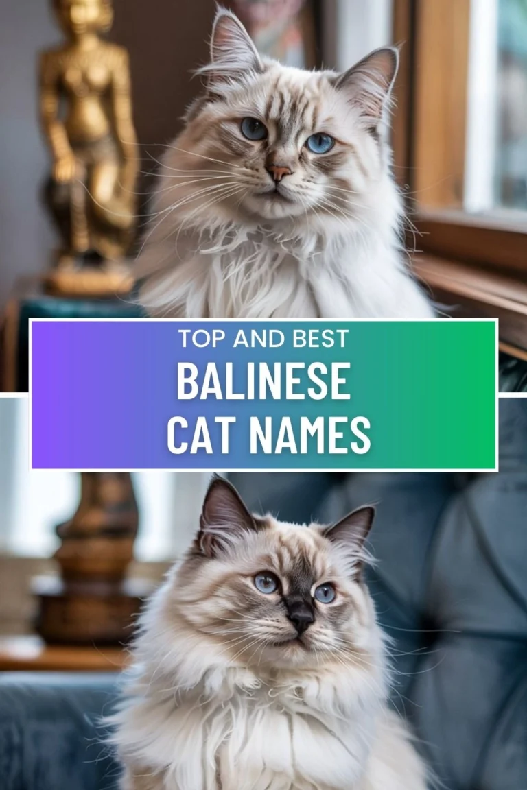 Balinese Cat Names