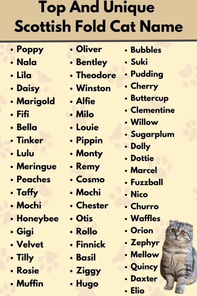 Top And Unique 
Scottish Fold Cat Name