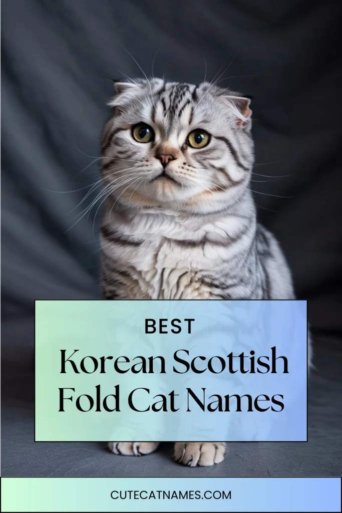 Korean Scottish Fold Cat Names