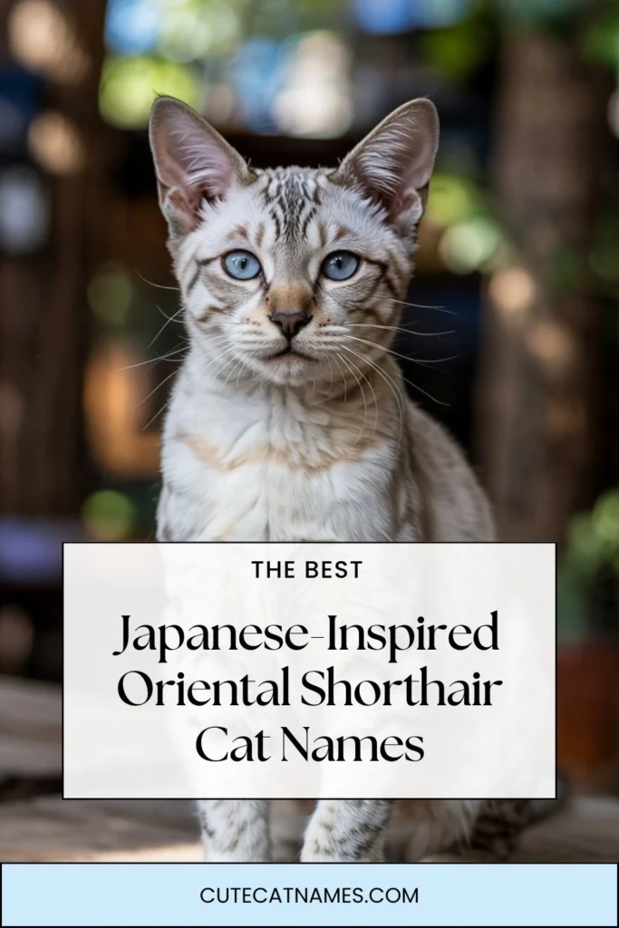 Japanese-Inspired Oriental Shorthair Cat Names