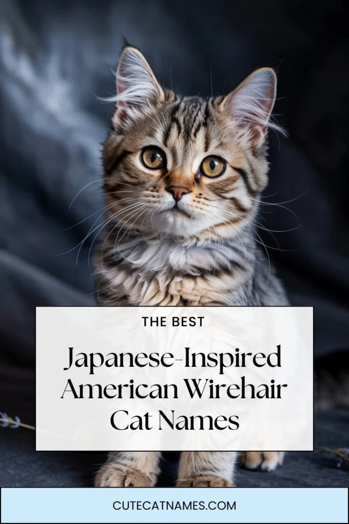 Japanese-Inspired American Wirehair Cat Names