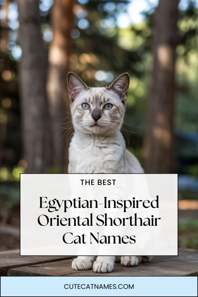 Egyptian-Inspired Oriental Shorthair Cat Names