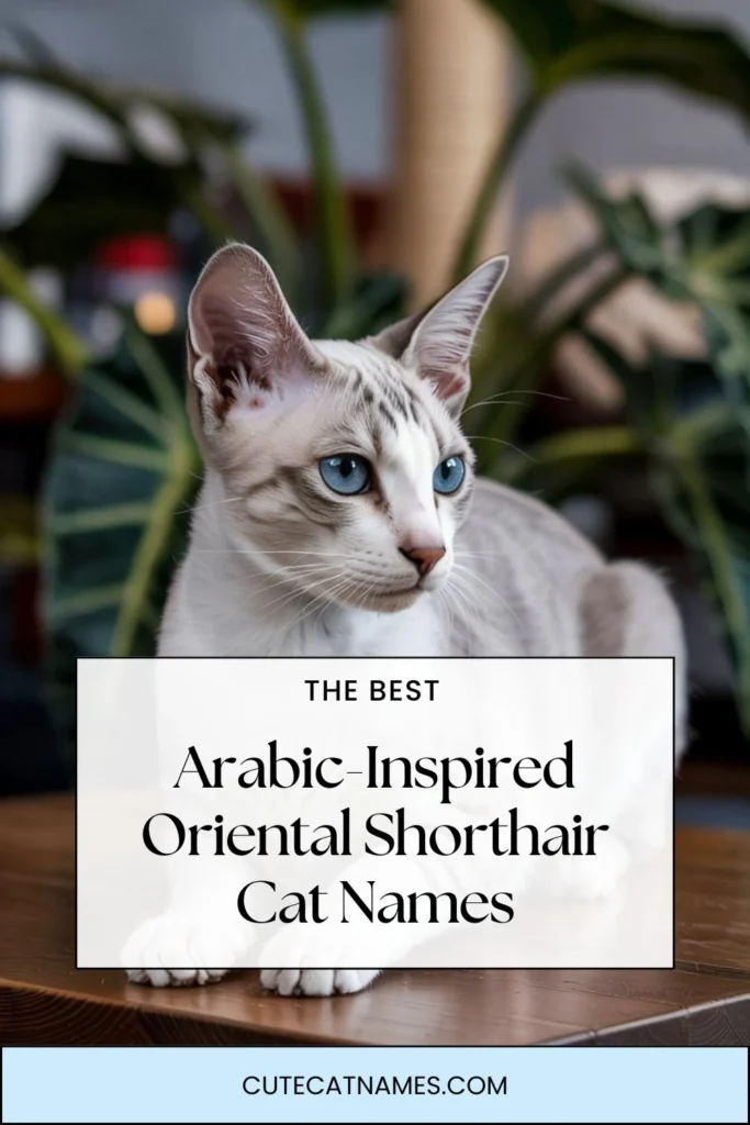 Arabic-Inspired Oriental Shorthair Cat Names