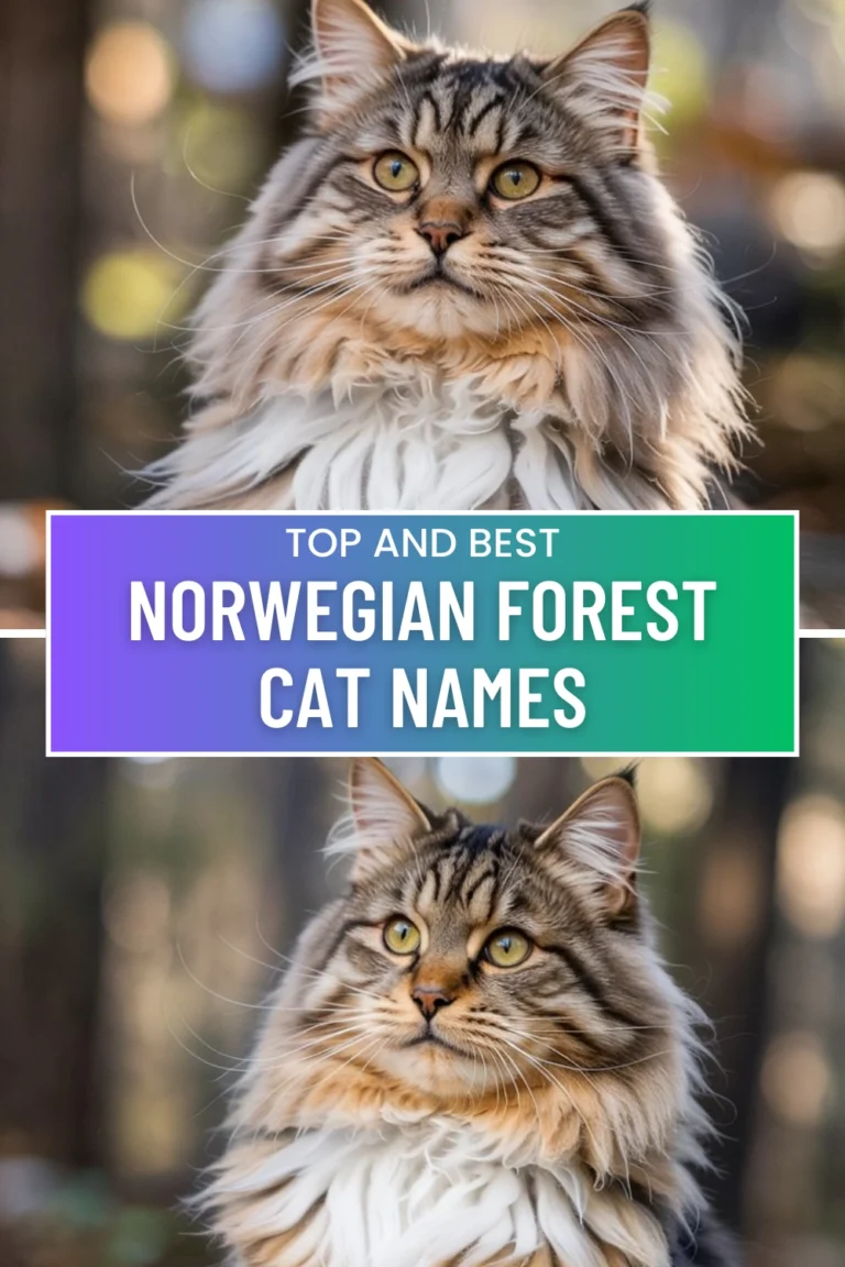 Best Norwegian Forest Cat Names