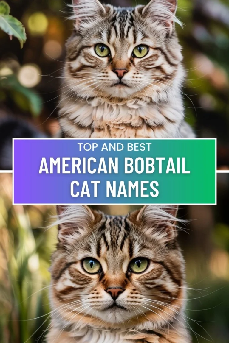American Bobtail Cat Names