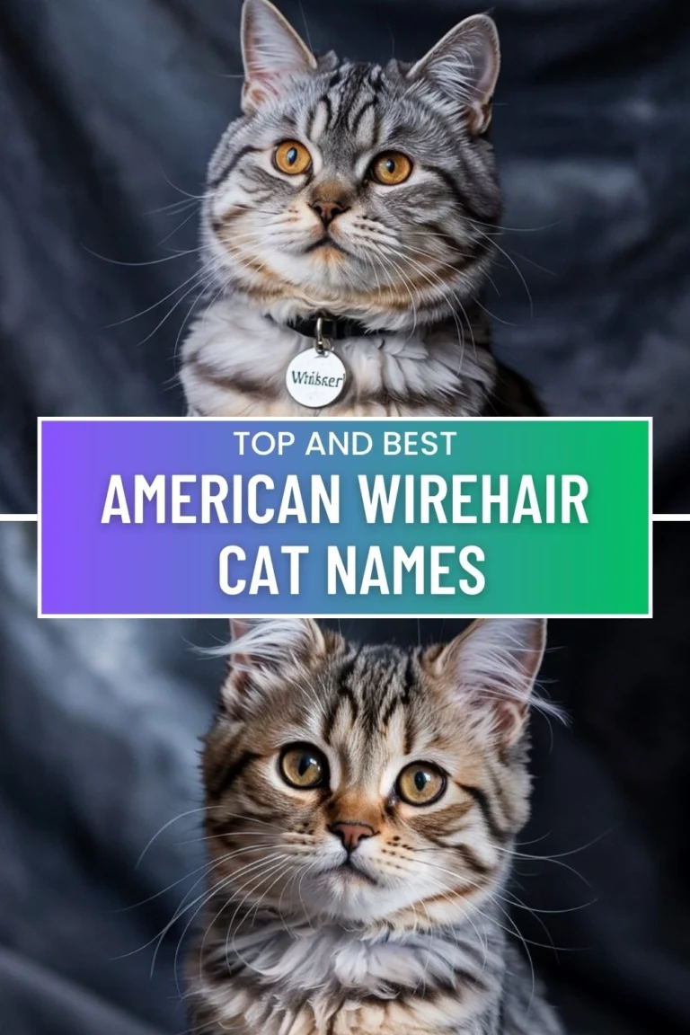 The Best American Wirehair Cat Names