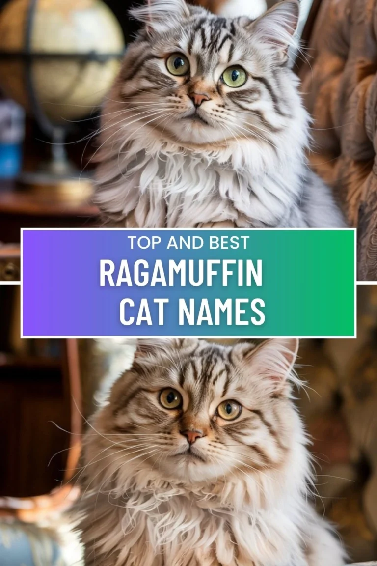 Ragamuffin Cat Names