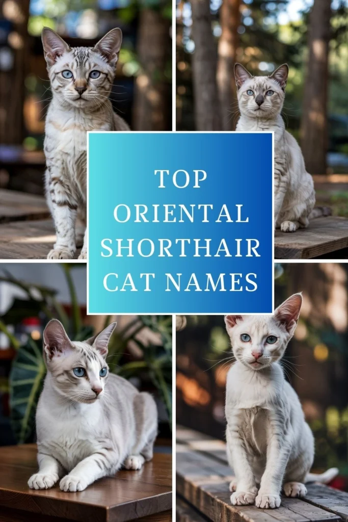 Oriental Shorthair Cat Names