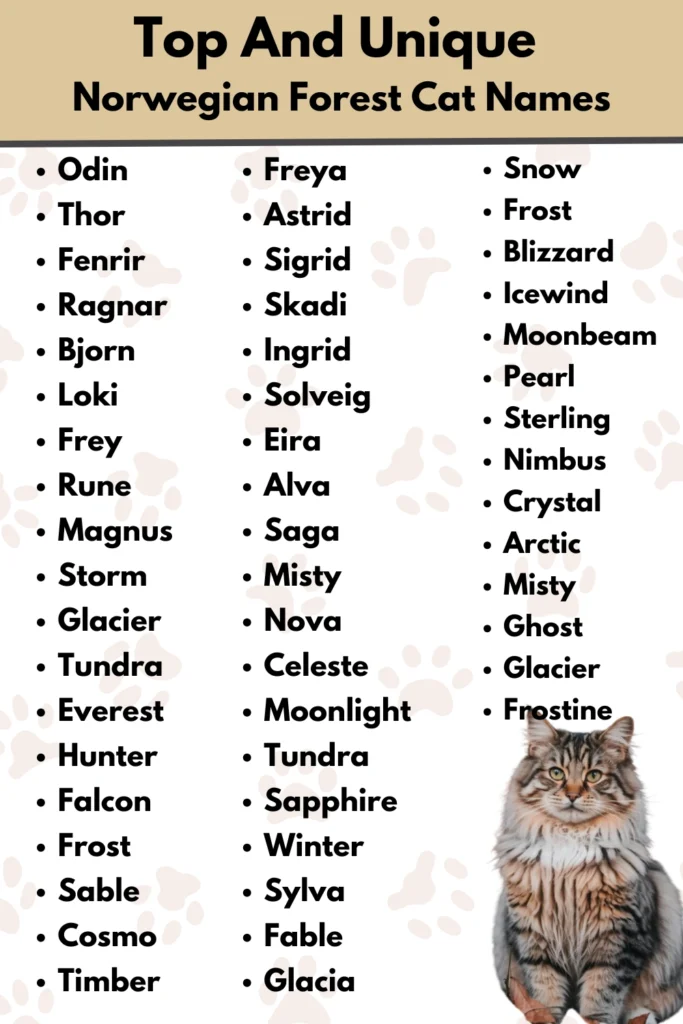 Top And Unique
Norwegian Forest Cat Names