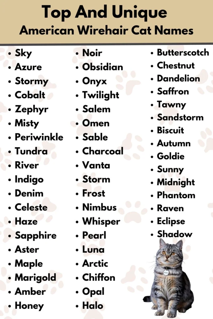 Top And Unique 
American Wirehair Cat Names