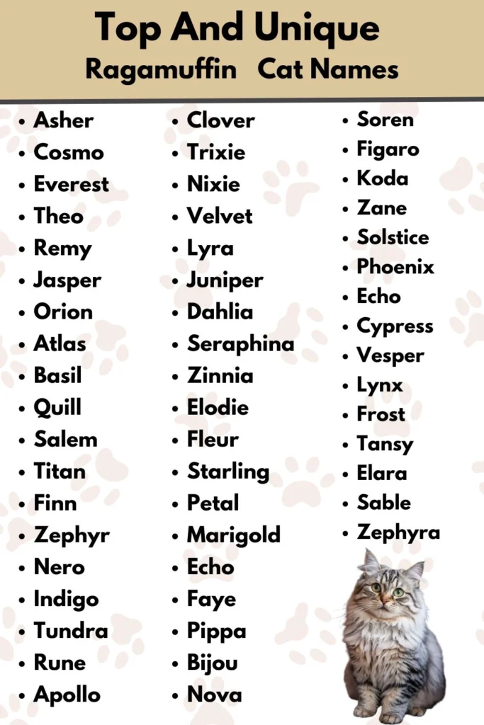 Top And Unique 
Ragamuffin   Cat Names