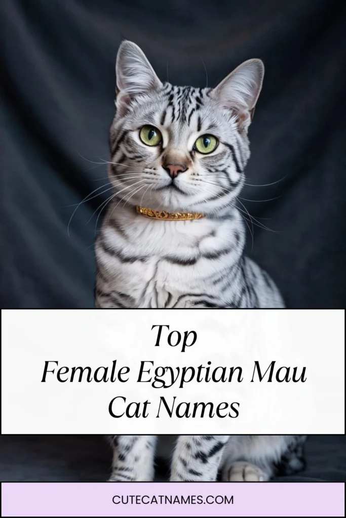 Female Egyptian Mau Cat Names