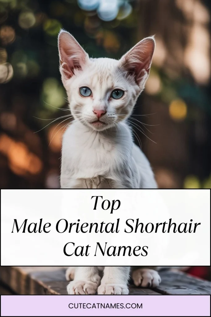 Male Oriental Shorthair Cat Names