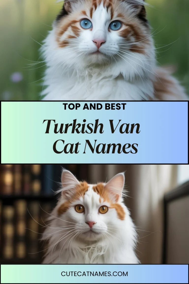 Turkish Van Cat Names