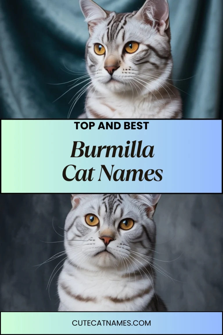 Burmilla Cat Names