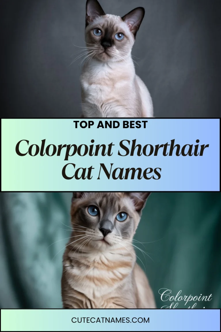 Colorpoint Shorthair Cat Names