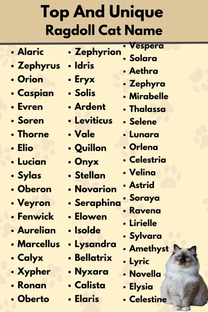 Top And Unique
Ragdoll Cat Name