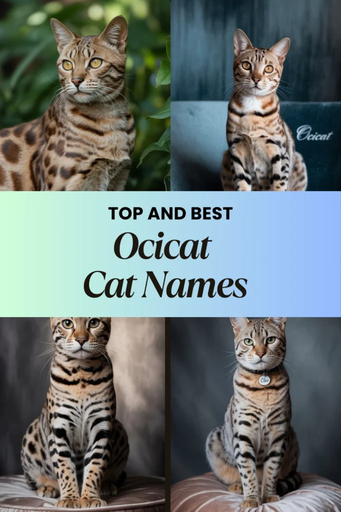 Ocicat Cat Names