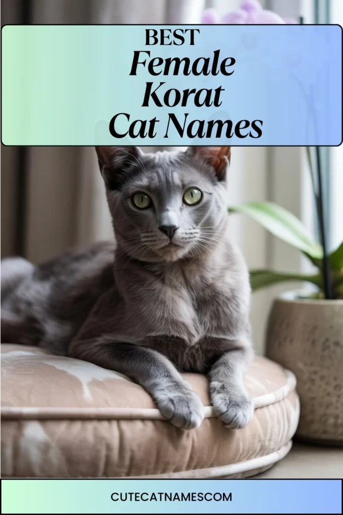 Female Korat Cat Names