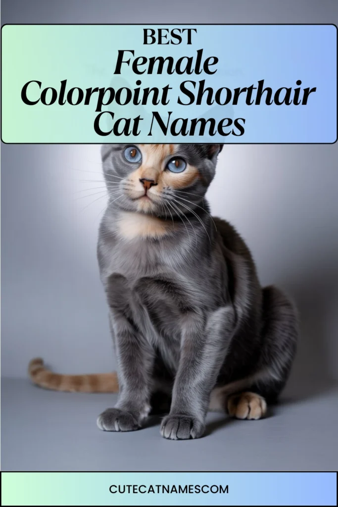 Female Colorpoint Shorthair Cat Names