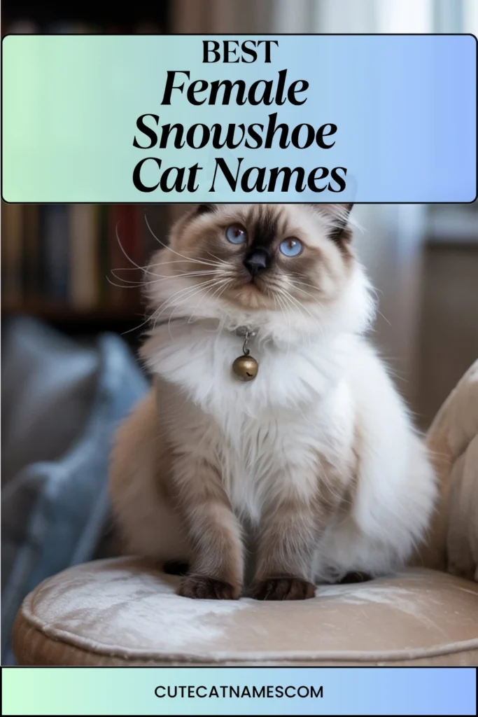 Female Snowshoe Cat Names
