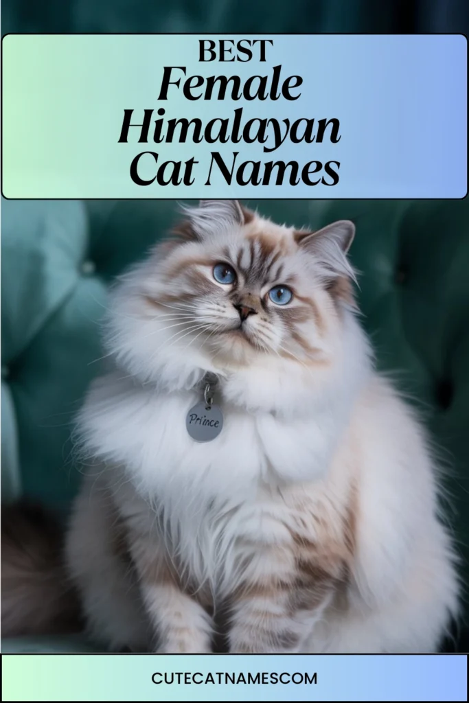 Female Himalayan Cat Names