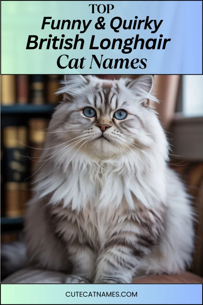 Funny & Cute British Longhair Names