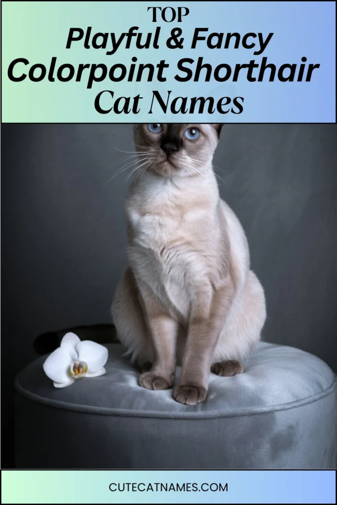 Playful & Fancy Colorpoint Names