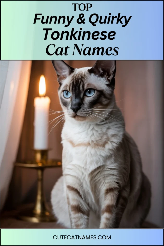 Funny & Quirky Tonkinese Cat Names