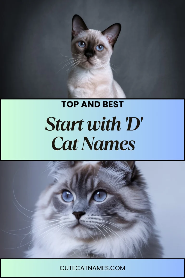 Cat Names That Start with 'D'