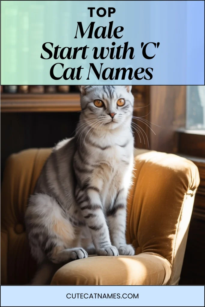 Male Cat Names That Start with 'C'
