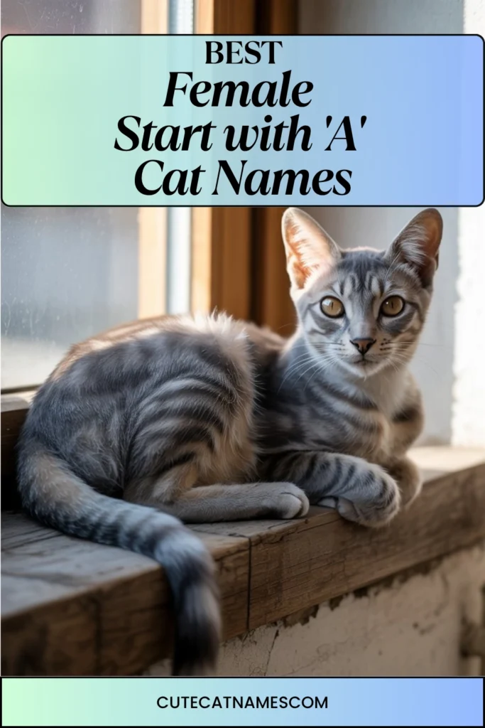 Female Cat Names That Start with 'A'