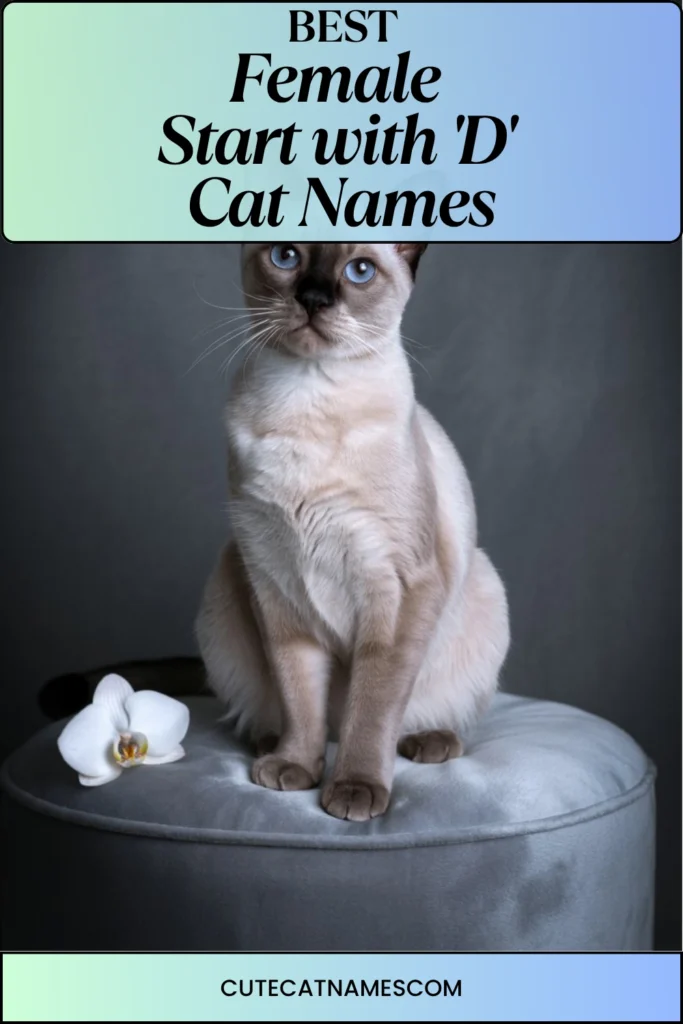 Female Cat Names That Start with 'D'