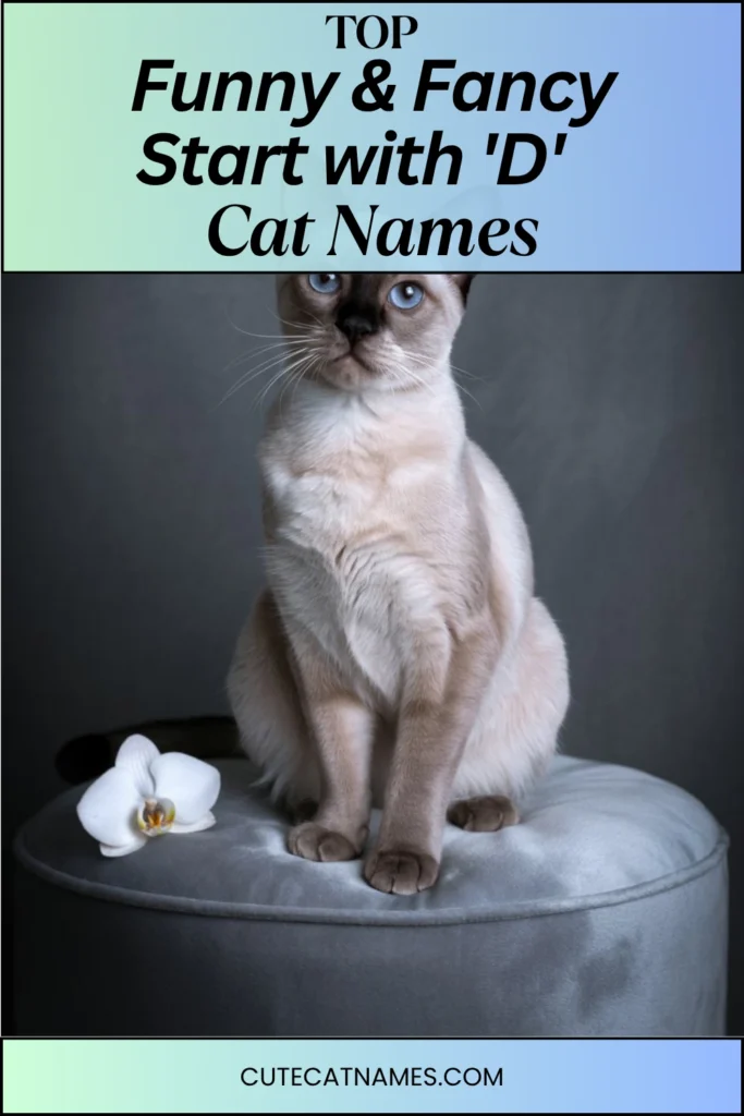 Funny & Fancy 'D' Cat Names