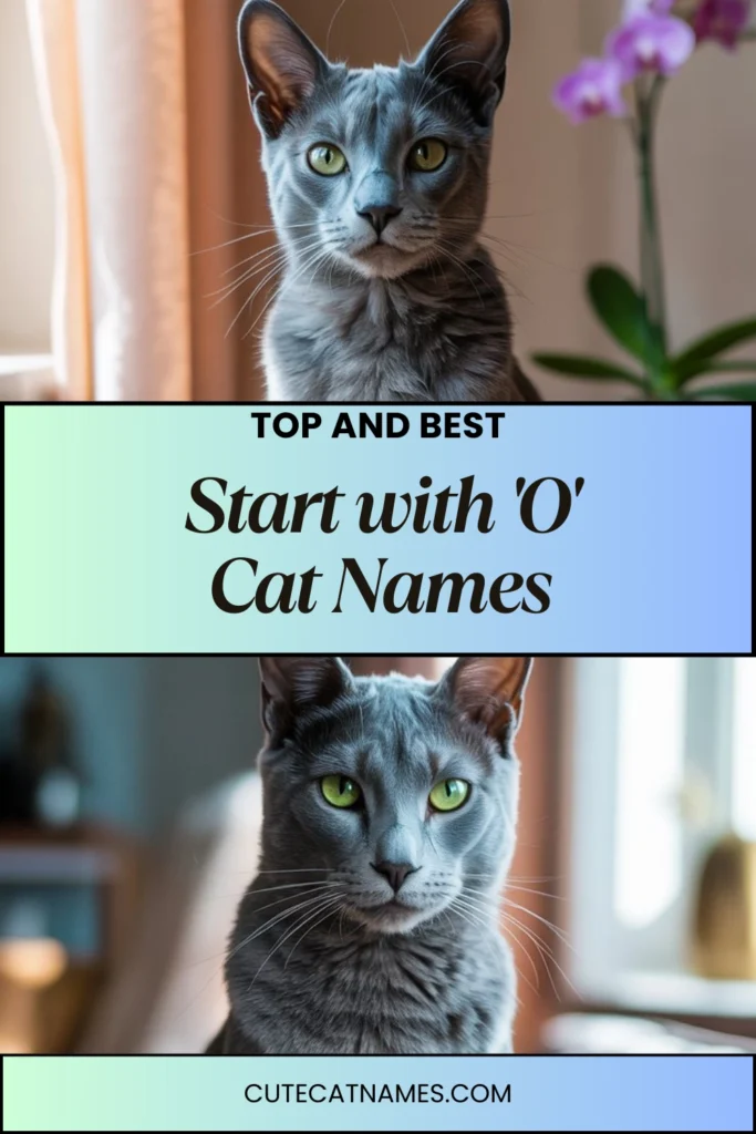 Cat Names That Start with 'O'