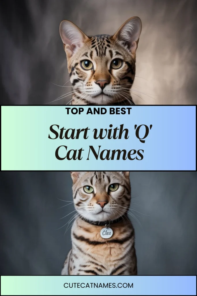 Cat Names That Start with 'Q'
