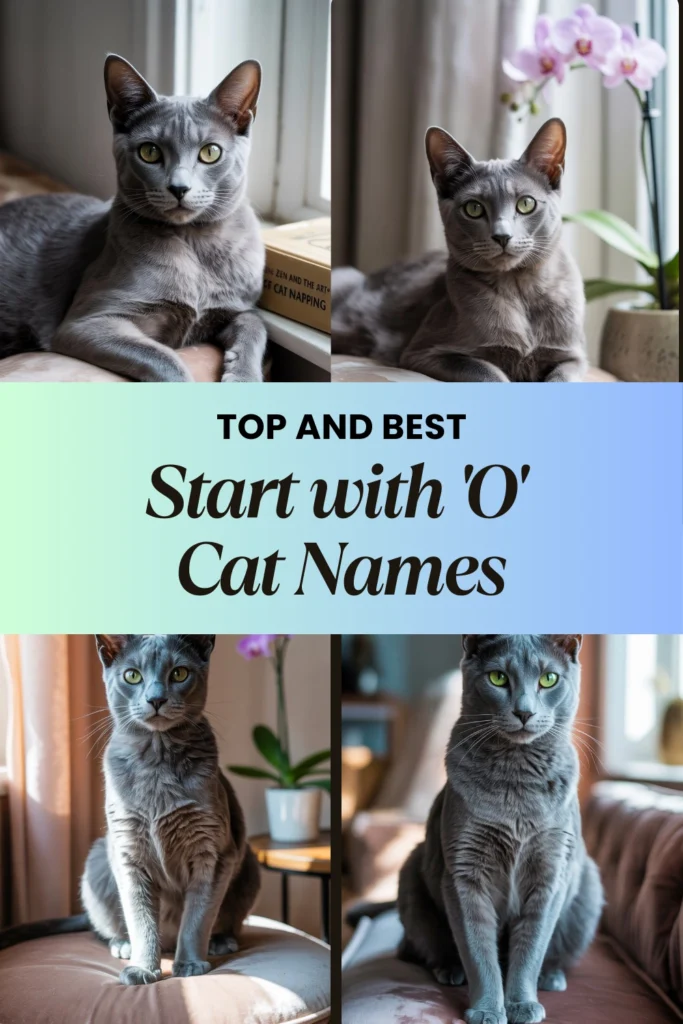 Cat Names That Start with 'O'