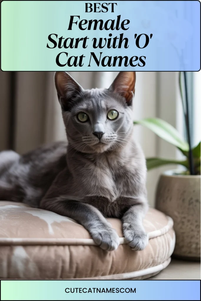 Female Cat Names That Start with 'O'