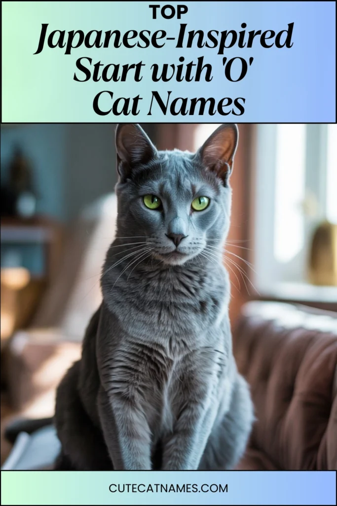Japanese-Inspired 'O' Cat Names