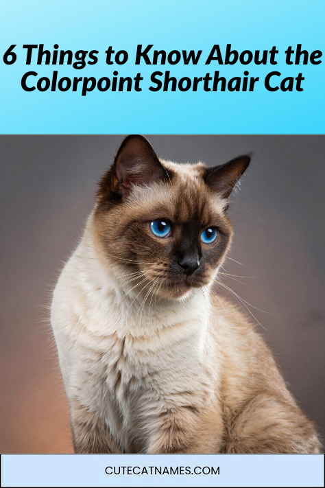 Colorpoint Shorthair Cat