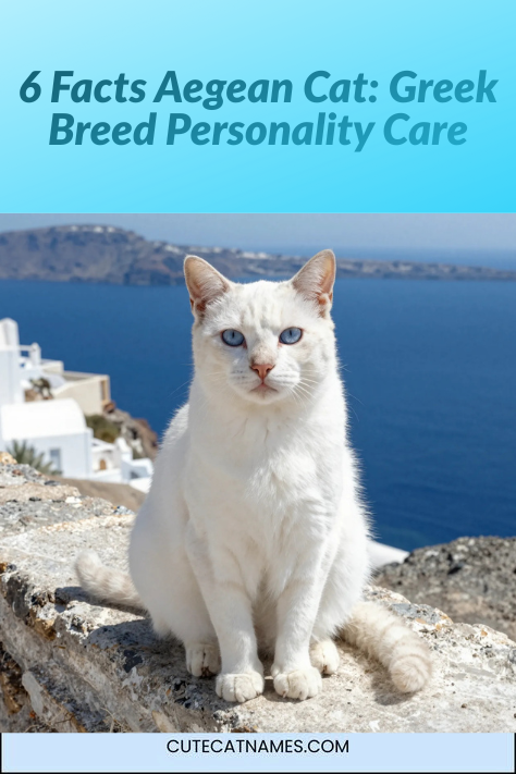 6 Facts Aegean Cat: Greek Breed Personality Care